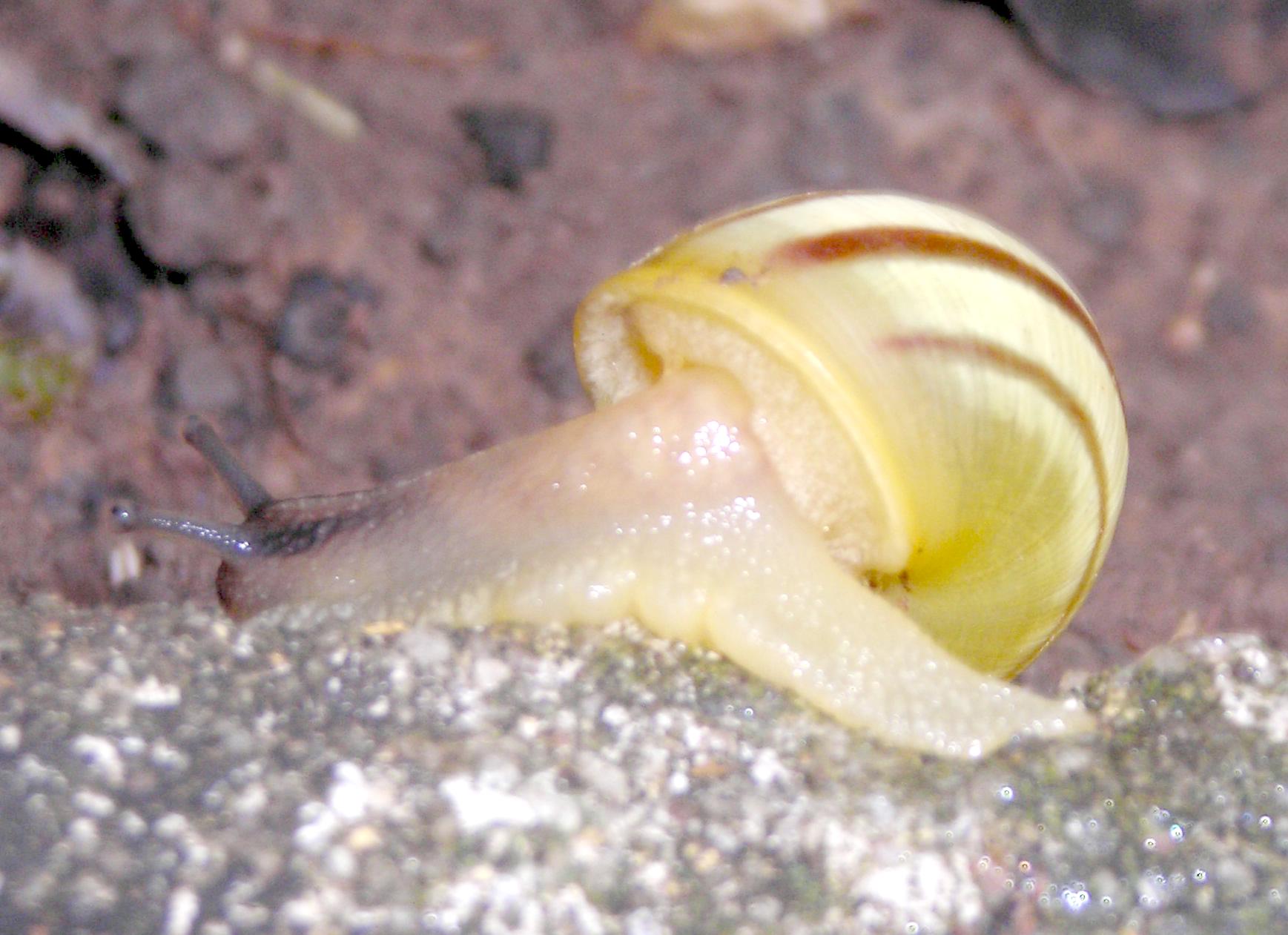 Cepaea hortensis?